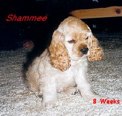 shammee_8wks1.jpg 